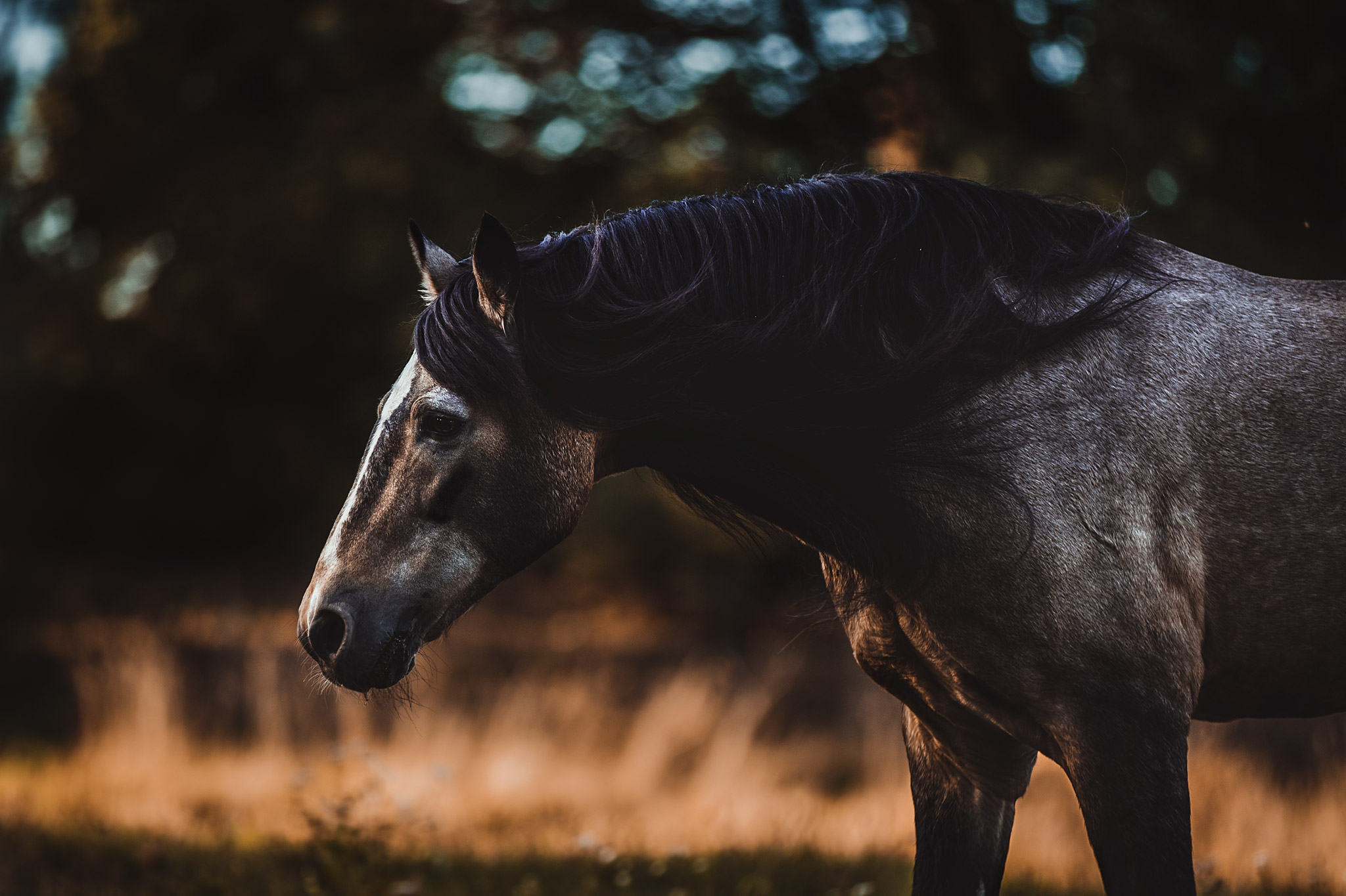 Kathrin Mautner Pferdefotografie Niederösterreich